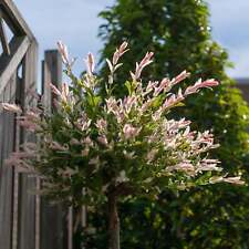 Salix intergra hakuro for sale  OLDHAM