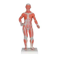 Human muscle figure for sale  THORNTON-CLEVELEYS