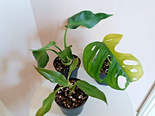 Monstera philodendron 3set gebraucht kaufen  Königslutter am Elm