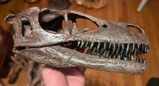 Rare jts dromaeosaurus for sale  Pueblo