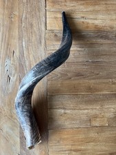 Schofar widderhorn cm gebraucht kaufen  Leverkusen