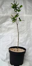 English oak acorn for sale  PRESTON