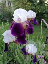 Schwertlilie iris salonique gebraucht kaufen  Neuenhagen