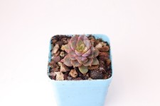 Echeveria roman rooted for sale  LONDON