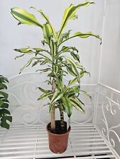 Heavenly hoya drachenbaum gebraucht kaufen  Bad Bramstedt