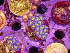 Aoi zoa frag for sale  CLACTON-ON-SEA