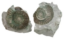 Malm ardescia proincondita gebraucht kaufen Malm ardescia proincondita gebraucht kaufen  Erlangen