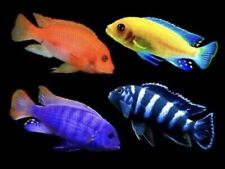 Assorted mbuna malawi for sale  PAISLEY