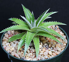 Dyckia platyphylla rare for sale  Miami