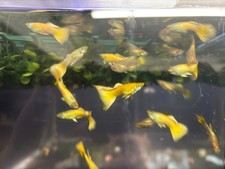 24k gold fancy for sale  Denver