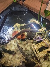 Arowana live fish for sale  Akron