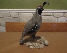Vintage gambel quail for sale  Washington