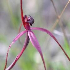 Semi orchidea pappagallo usato  Reggio Calabria