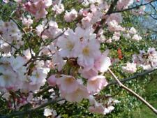 almond tree for sale almond tree for sale ST. ASAPH