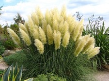 Kleines pampasgras pumila gebraucht kaufen Kleines pampasgras pumila gebraucht kaufen  Essen