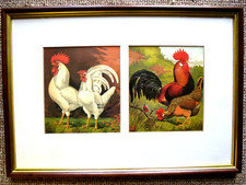 White leghorns.brown leghorns for sale  NEWARK