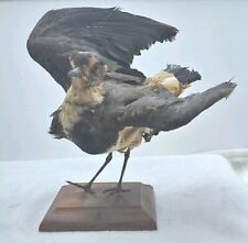 Taxidermie joli oiseau d'occasion  Châtillon-Coligny