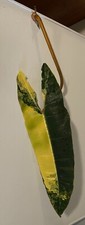 Variegated billietiae philoden for sale  Vancouver