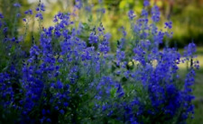Veronica austriaca crater for sale  WALLINGFORD