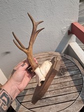 Trophée chevreuil écusson d'occasion  Lorient