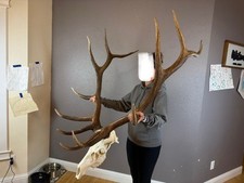 Big european elk for sale  Moscow