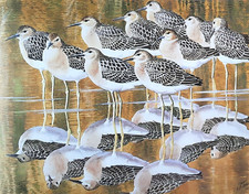 Juvenile ruffs still for sale  NELSON