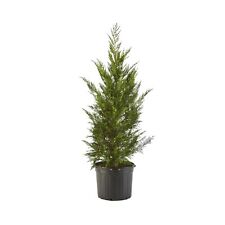 Shrub 2.25 gal. d'occasion  Expédié en Belgium