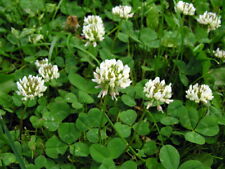 000 samen trifolium gebraucht kaufen  Ludwigshafen am Rhein