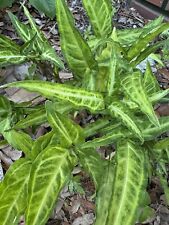 Arrowhead vine for sale  Sanford
