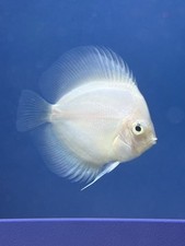 Snow white discus for sale  Woodbridge