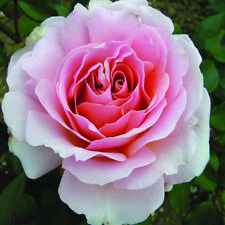 Queen elizabeth rose for sale  PETERBOROUGH