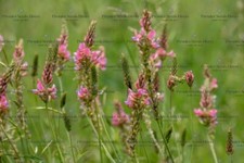 Organic green manure for sale  SALISBURY