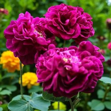 Rose bush tuscany for sale  GLASGOW