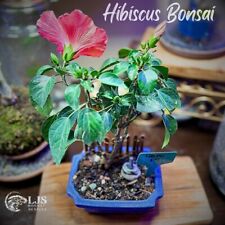 Hibiscus bonsai for sale  Brentwood