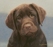 black chocolate lab puppy for sale black chocolate lab puppy for sale Milwaukee
