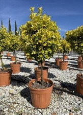 Euonymus aureomarginata evergr for sale  KING'S LYNN