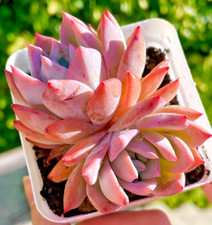 Rare echeveria blue for sale  San Carlos