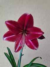 Hippeastrum spoted cream usato  Bagnoregio