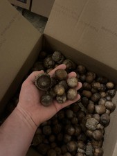 100 huge bur for sale  Wichita