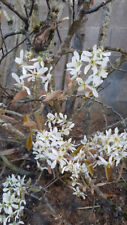 Amelanchier canadensis amélan d'occasion  Mont-près-Chambord