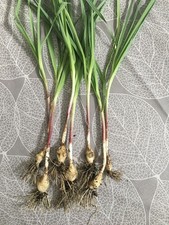 Plants poireaux vignes d'occasion  Plaisance-du-Touch