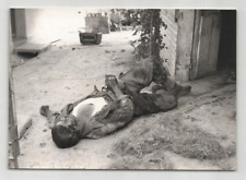 Fotografía analógica Túnez Bizerte War 1961 segunda mano  Embacar hacia Mexico