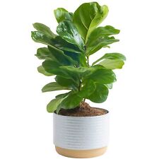 Little fiddle leaf for sale  Dallas