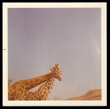 fun giraffes for sale fun giraffes for sale Burbank