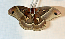 Saturnidae hyalophora gloverix d'occasion  Expédié en Belgium
