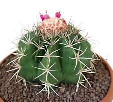 Melocactus seabraensis hu214 usato  Napoli