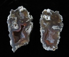 Fossilized agatized tampa for sale  East Aurora