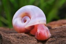Planorbes lot escargot d'occasion  Ingwiller