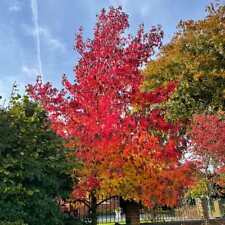 Liquidambar styraciflua worple for sale  SOUTHAMPTON