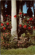 Cartão postal Poinsettias Royal Palm Trees Azaleas Florida FL, usado comprar usado  Enviando para Brazil